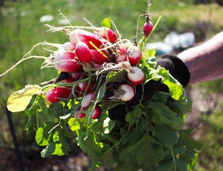 The 2018 Food Revolution Summit Is Happening Soon!